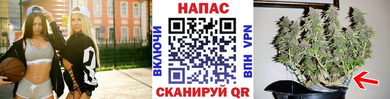 Конопля индика Кирс